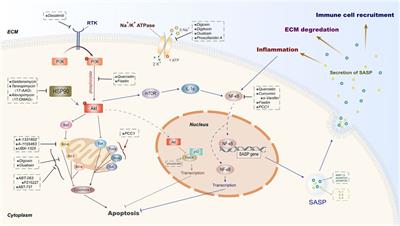 Senolytics: Eliminating Senescent Cells and Alleviating Intervertebral Disc Degeneration